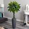 6ft. Money Tree in Gray Cylinder Planter